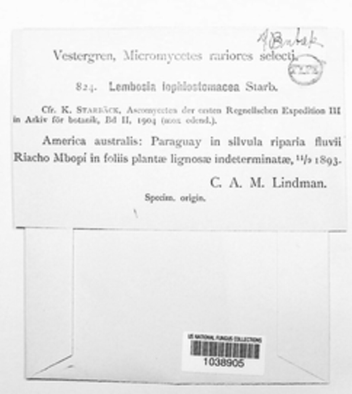 Lembosia lophiostomacea image